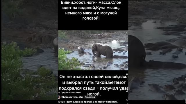 Лучше Трамп слона не трогай а то ...может потоптать!