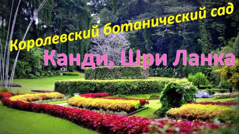 Сказочное путешествие в Королевский ботанический сад Шри Ланка