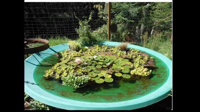 Invasive Aquatic Plants in Wisconsin