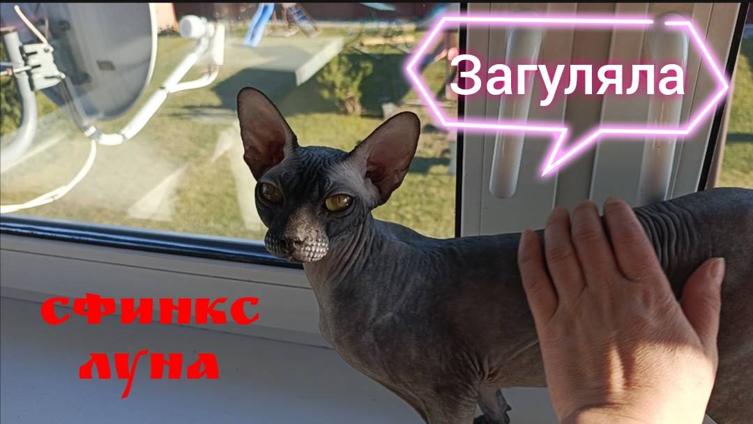Сфинкс Луна загуляла