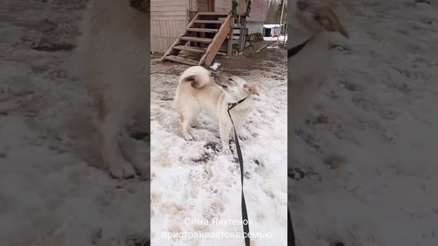 11-04-2025 Сима, Якутенок