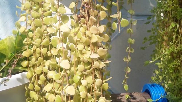 marble pothos money plant