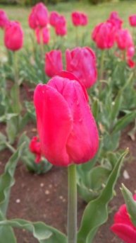 Тюльпаны в Крыму Евпатория сегодня