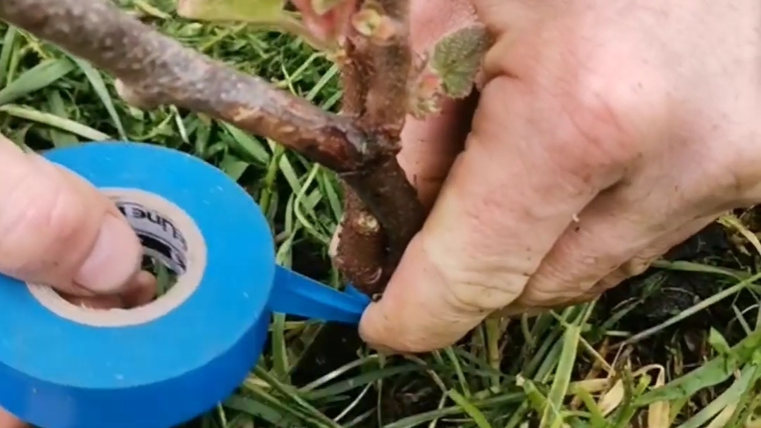 Скосили саженец киви, спасаем растение 🌱