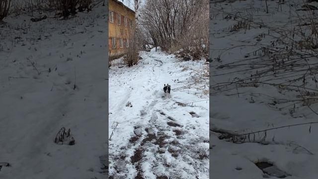 С Нюхой по апрельскому снегу