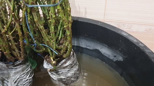 Мои саженцы роз за три дня выпили ведро воды.