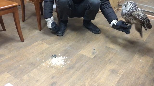 Джунгарик пошёл...