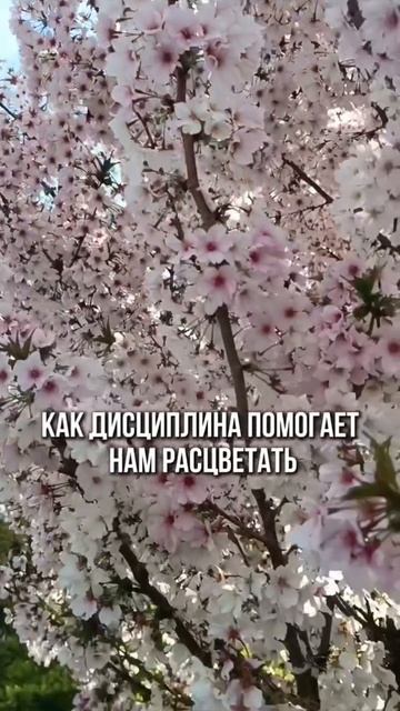Как дисциплина помогает нам расцветать