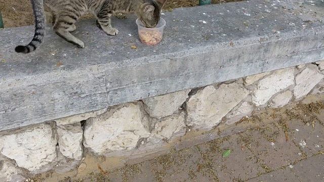 Серая кошка кушает немножко 😻😸 Grey cat eating soup on the street 🐈 Funny cats 😹 Kucing lucu 😺 Meme