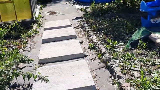 ВЛОГ.Все бегут на прививку. Собаки рвут вишню))) Готова к родам. Не теряйте)
