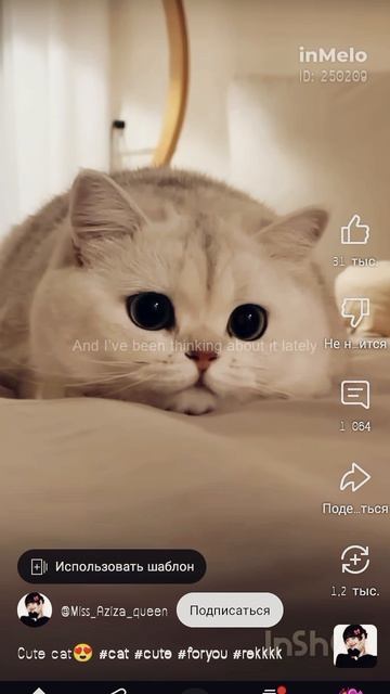 котики
