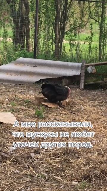 Любовь, вот так появляются помеси