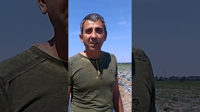Разсадници за пауловния