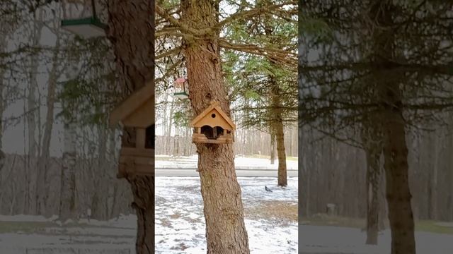 Белки в центре города Брянска