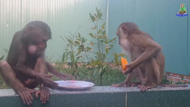Monkey so cute eat ripe red papaya today !