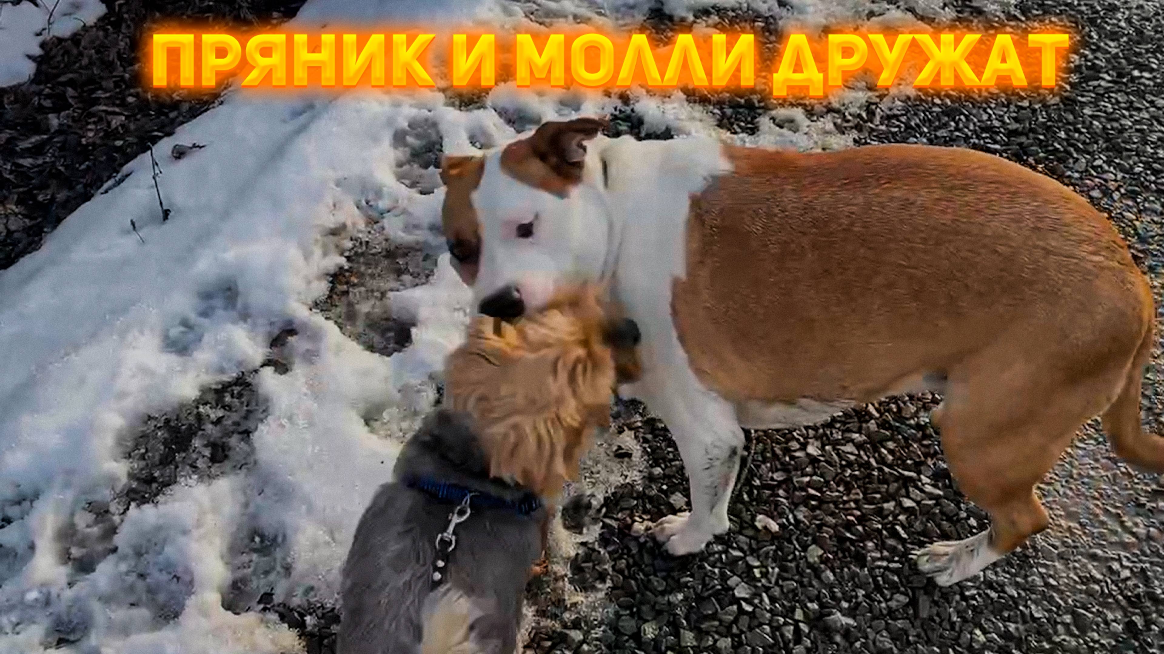 Пряник и Молли гуляют вместе!