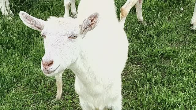 Знакомство с козами