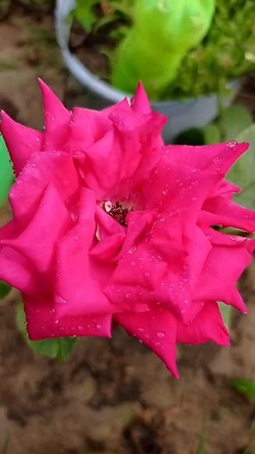 Rose flower from rose leavesred roses growing