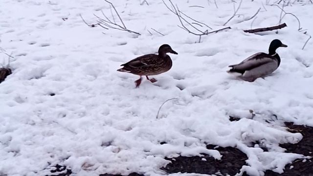 какие же они классные)