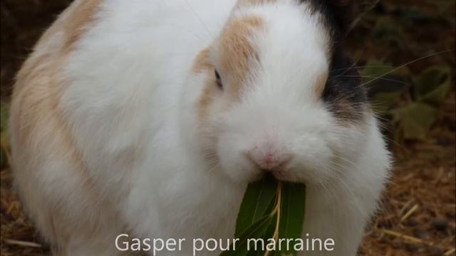 News des filleuls septembre 2017 sanctuaire la ferme de doudou