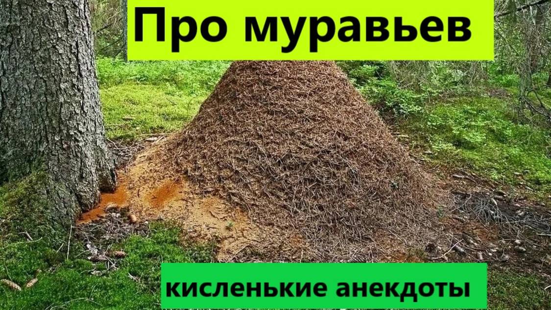 Про муравьев кисленькие анекдоты