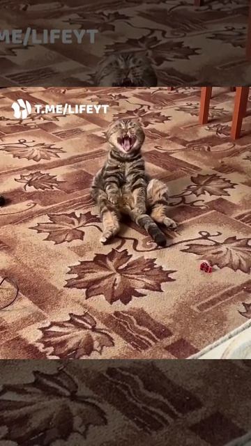 #звезда в шоке