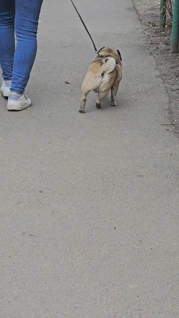В пятницу с работы #мопс #приколы