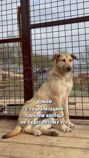 Маринка - ВАНИЛЬНЫЙ БОРОДАТИК 😍 в поиске дома