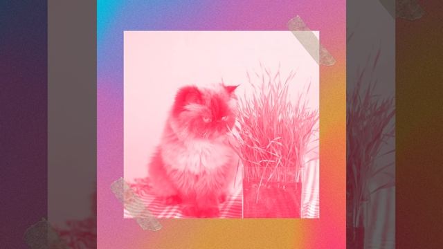 Чувство (Расслабляющие кошки)