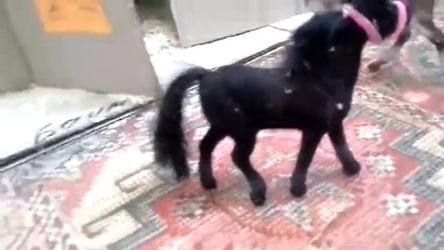 КСК "Элита"  Экскурсия и урок))