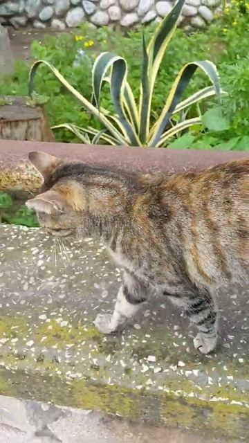 Кот Полосатик мяукает: Мяса принеси, мясо 😸 Funny cute cat meowing Meow 😻 Kucing lucu Gato gracioso