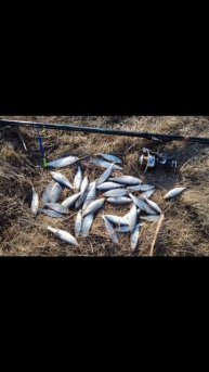 Немного половил хорошую уклейку на поплавок🎣 Насадка тесто, прикорм самодельный. Рыбалкой доволен👍
