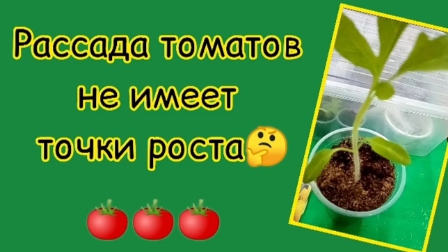 Рассада томата не имеет точки роста🤔