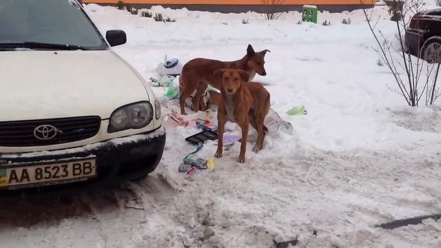 Кто раскидал мусор