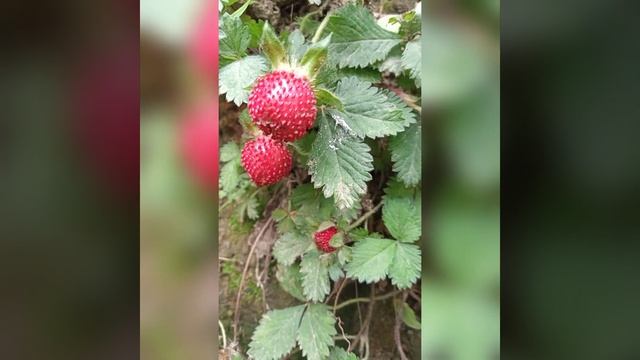 #mock strawberry।