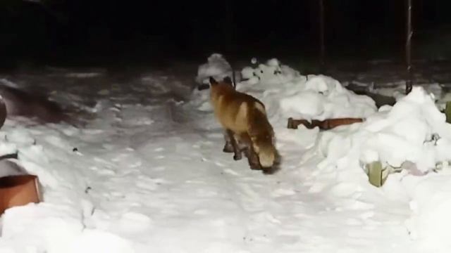 Лиса приходит в гости. Ноябрь 2024