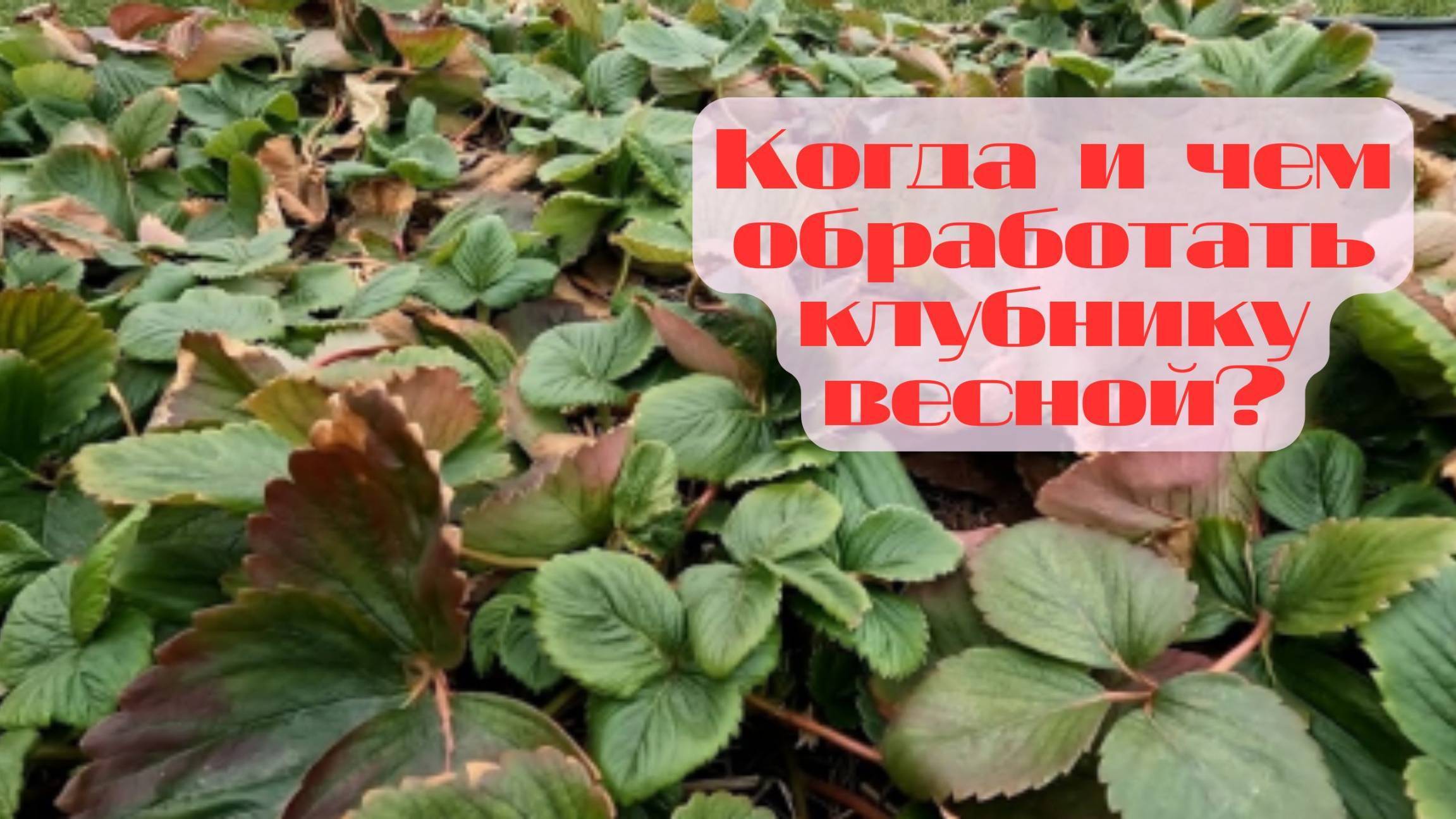 Обработка клубники весной! простые шаги для богатого урожая!