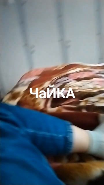 крик чайки