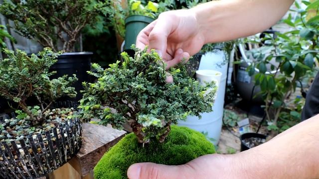 Buckthorn Bonsai with Connor and Xin, Part 1, The Bonsai Zone, Sept 2021