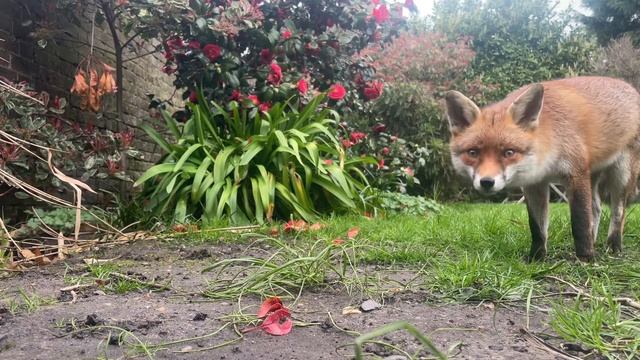 lola fox likes bacon