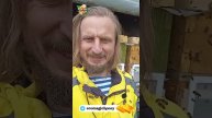 Первый полет пчел после перевозки