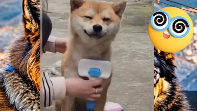 Моё кошка и собака прикольная🤣🤣🤣   2024 #кот #catvideos
