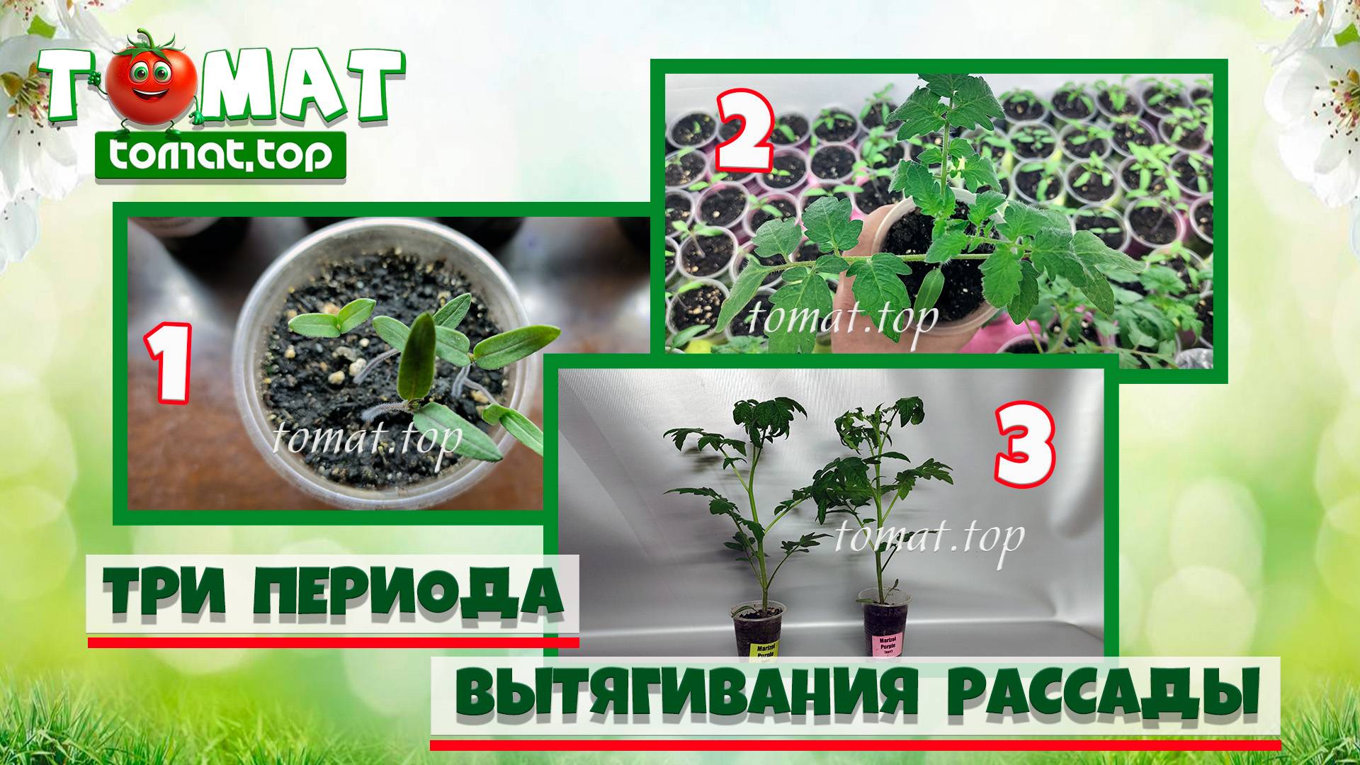 Периоды, когда рассада вытягивается больше всего! Что делать, как остановить вытягивание?