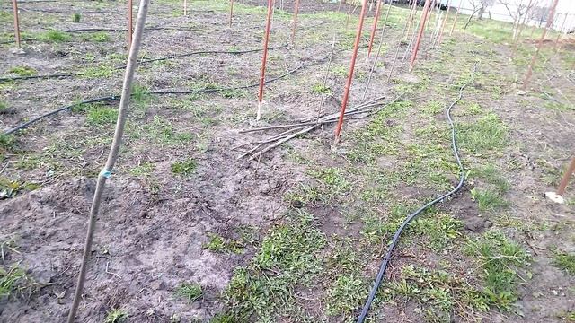 Установка шпалеры.