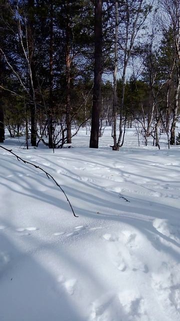 белки из бельчьи тропы