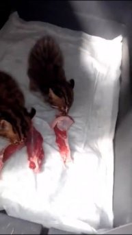 КОТЯТА ЛЕОПАРДОВЫЕ . ЗАВТРАК.