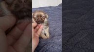 #чихуахуа щенки Липецк доставка возможна