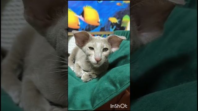 Первые месяцы жизни Филимона