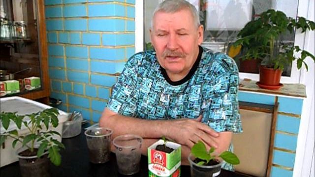 Переохлаждение рассады