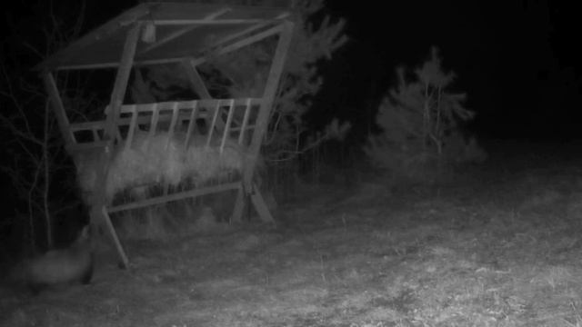 Барсуки видео фотоловушки